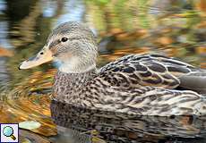 Weibliche Stockente (Mallard, Anas platyrhynchos)