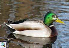 Männliche Stockente (Mallard, Anas platyrhynchos) im Prachtkleid