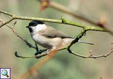 Sumpfmeise (Marsh Tit, Poecile palustris, früher Parus palustris)