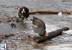 Teichhuhn (Common Moorhen, Gallinula chloropus)