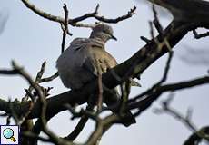 Türkentaube (Collared Dove, Streptopelia decaocto)