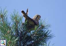 Turmfalke (Kestrel, Falco tinnunculus)