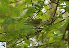 Waldlaubsänger (Wood Warbler, Phylloscopus sibilatrix)