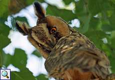 Waldohreule (Long-eared Owl, Asio otus)