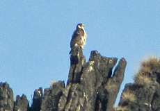 Wanderfalke (Peregrine Falcon, Falco peregrinus)