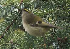 Wintergoldhähnchen (Goldcrest, Regulus regulus)