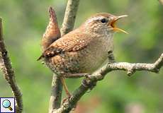 Zaunkönig (Eurasian Wren, Troglodytes troglodytes)