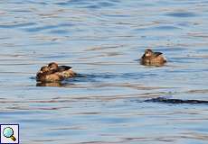 Zwergtaucher (Little Grebe, Tachybaptus ruficollis ruficollis)