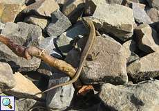 Zauneidechse (Lacerta agilis) in der Wahner Heide