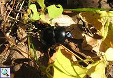 Waldmistkäfer (Anoplotrupes stercorosus) in der Wahner Heide