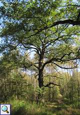 Baum im Eichenhudewald in der Wahner Heide