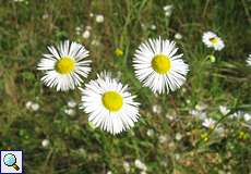 Einjähriger Feinstrahl (Erigeron annuus) in der Wahner Heide