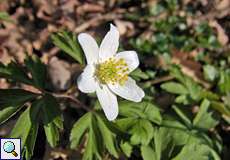 Buschwindröschen (Anemone nemorosa) in der Wahner Heide