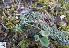 Trompetenflechte (Cladonia fimbriata) in der Wahner Heide