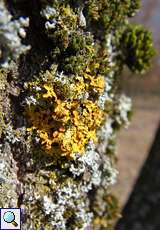 Gewöhnliche Gelbflechte (Xanthoria parietina) in der Wahner Heide