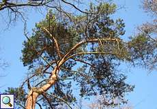 Kiefer (Pinus sp.) in der Wahner Heide