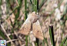 Kleine Kätzcheneule (Orthosia cruda) in der Wahner Heide