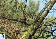 Männlicher Bergfink (Fringilla montifringilla) in der Wahner Heide