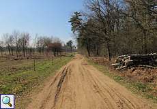 An der Nordschneise in der Wahner Heide grenzt Wald an offene Heidelandschaft