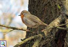 Rotkehlchen (Erithacus rubecula) in der Wahner Heide