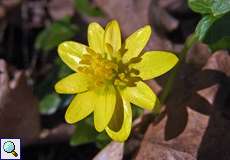 Scharbockskraut (Ranunculus ficaria) in der Wahner Heide