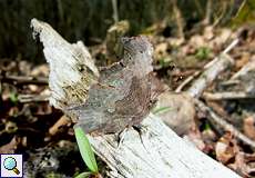 C-Falter (Polygonia c-album) in der Wahner Heide