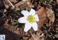 Buschwindröschen (Anemone nemorosa) in der Wahner Heide