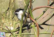 Sumpfmeise (Poecile palustris) in der Wahner Heide