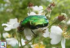 Goldglänzender Rosenkäfer (Cetonia aurata) in der Wahner Heide