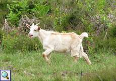 Ziegen halten im Geisterbusch in der Wahner Heide die Vegetation kurz