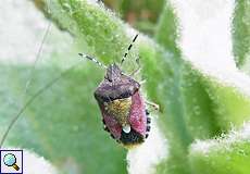 Beerenwanze (Dolycoris baccarum) in der Wahner Heide