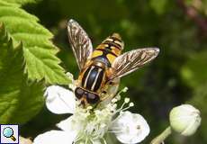 Gemeine Sumpfschwebfliege (Helophilus pendulus) in der Wahner Heide