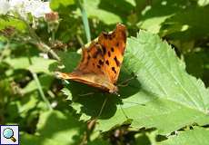 C-Falter (Polygonia c-album) in der Wahner Heide