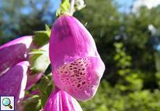 Roter Fingerhut (Digitalis purpurea) in der Wahner Heide