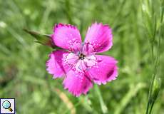 Heide-Nelke (Dianthus deltoides) in der Wahner Heide