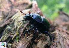 Waldmistkäfer (Anoplotrupes stercorosus) in der Wahner Heide