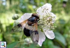 Gemeine Waldschwebfliege (Volucella pellucens) in der Wahner Heide