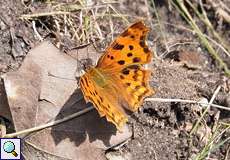 C-Falter (Polygonia c-album) in der Wahner Heide