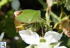 Grüne Stinkwanze (Palomena prasina) in der Wahner Heide