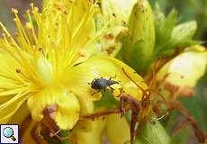 Pseudoperapion brevirostre in der Wahner Heide