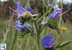 Veränderliche Krabbenspinne (Misumena vatia) auf Gewöhnlichem Natternkopf (Echium vulgare) in der Wahner Heide