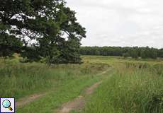 Heidelandschaft westlich des Moltkebergs in der Wahner Heide