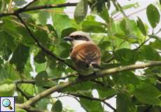 Männlicher Neuntöter (Lanius collurio) in der Wahner Heide