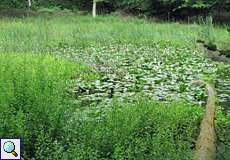 Der Kronenweiher ist ein im Wald verstecktes Refugium für Amphibien und Libellen