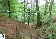 Wald am Siegburger Weg in der Wahner Heide