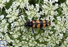 Vierbindiger Schmalbock (Leptura quadrifasciata) im Hühnerbruch in der Wahner Heide