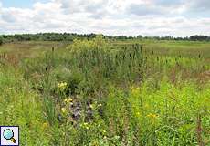 Nach dem Herfeldmoor, einem Heidemoor in der Wahner Heide, ist die Herfeld-Tour benannt