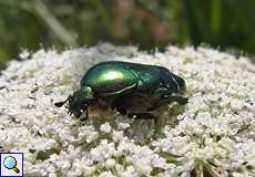 Goldglänzender Rosenkäfer (Cetonia aurata) im Herfeldmoor in der Wahner Heide