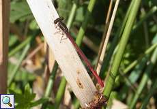 Scharlachlibelle (Ceriagrion tenellum) im Herfeldmoor in der Wahner Heide