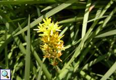 Moorlilie oder Beinbrech (Narthecium ossifragum) im Herfeldmoor in der Wahner Heide